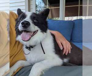 American Eskimo Dog Dogs for adoption in Pikesville, MD, USA