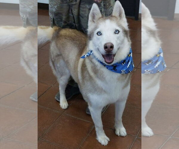 Medium Photo #1 Siberian Husky Puppy For Sale in Cedar Crest, NM, USA