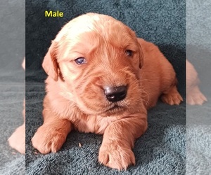 Golden Retriever Puppy for sale in BLISSFIELD, MI, USA