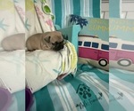 Small #3 French Bulldog
