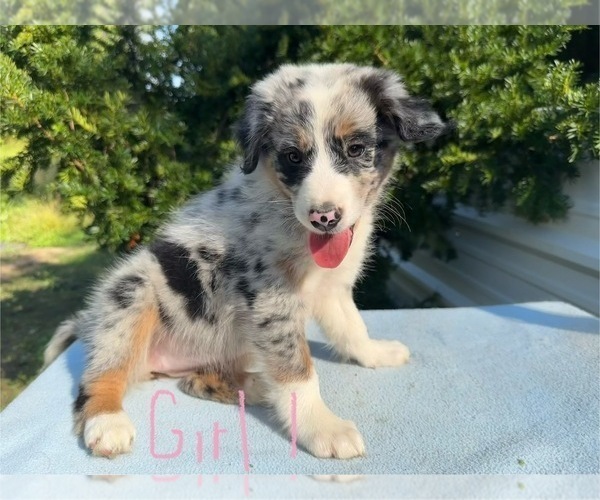 Medium Photo #5 Australian Shepherd Puppy For Sale in HYDEN, KY, USA