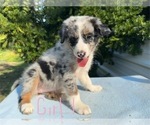 Litter of 7 - Male(s) and Female(s) Australian ShepherdLitter of Puppies for Sale - Photo #5