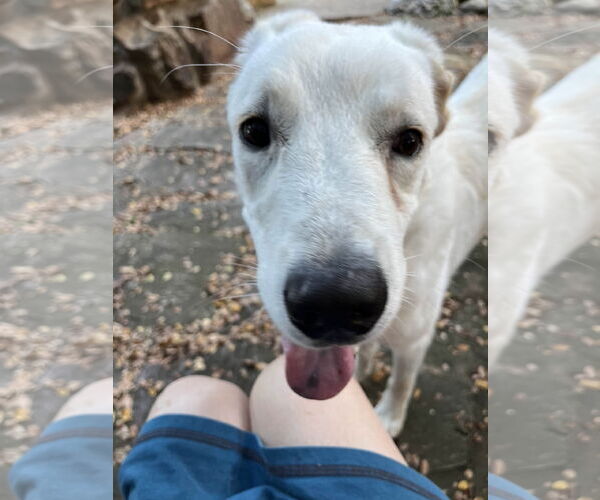Medium Photo #8 Great Pyrenees-Unknown Mix Puppy For Sale in Fort Worth, TX, USA