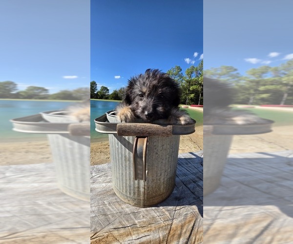 Medium Photo #25 Aussiedoodle Toy Puppy For Sale in JONES, OK, USA