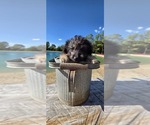 Pup Pup - Male Aussiedoodle Toy Puppy for Sale - Photo #25