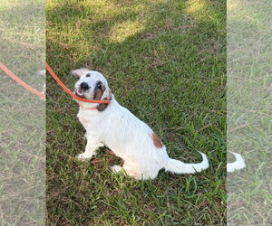 Zelda Q - Female Basset Hound-Unknown Mix Dog for Adoption - Photo #5