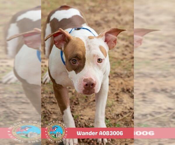 Medium Photo #2 American Bulldog-Unknown Mix Puppy For Sale in Mobile, AL, USA