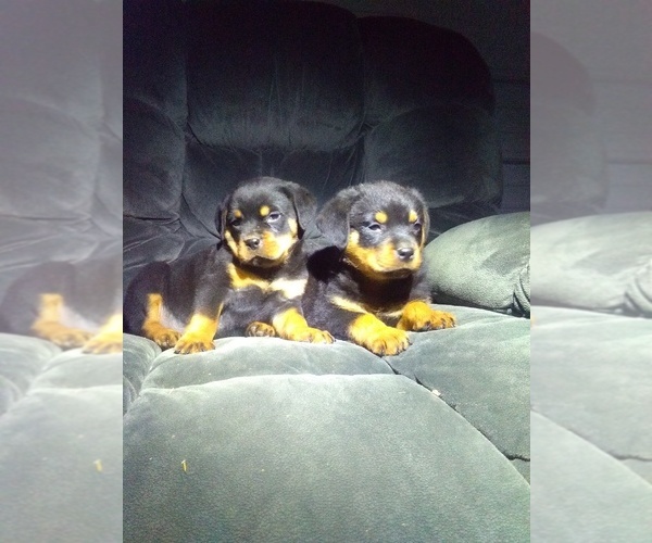 Medium Photo #3 Rottweiler Puppy For Sale in SHIPSHEWANA, IN, USA