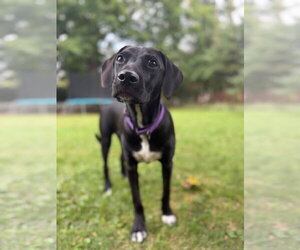 Mutt Dogs for adoption in New London, WI, USA