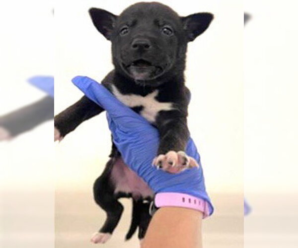 Medium Photo #2 Siberian Husky-Unknown Mix Puppy For Sale in Houston, TX, USA