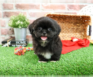 Shih Tzu Puppy for sale in SYRACUSE, IN, USA