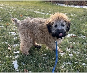 Soft Coated Wheaten Terrier Puppy for sale in MIDDLEBURY, IN, USA