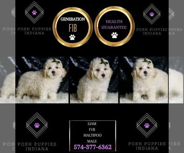 Medium Photo #98 Maltipoo (Miniature) Puppy For Sale in WARSAW, IN, USA