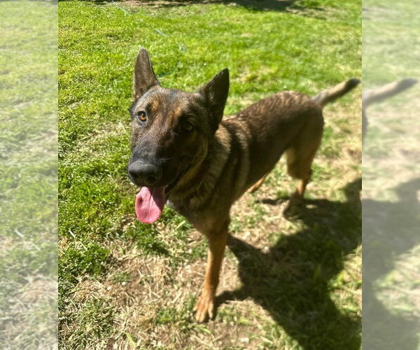 Medium Photo #3 German Shepherd Dog-Unknown Mix Puppy For Sale in Imlay City, MI, USA