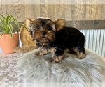 Molly - Female Yorkshire Terrier Puppy for Sale - Photo #3