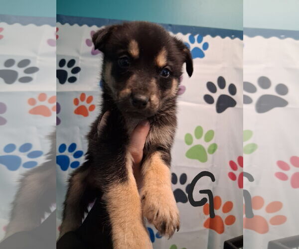 Medium Photo #1 Labrador Retriever-Unknown Mix Puppy For Sale in Houston, TX, USA