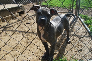 American Bulldog Puppy for sale in WALWORTH, WI, USA