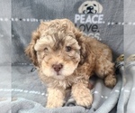 Small Photo #1 Maltipoo Puppy For Sale in GRANDVILLE, MI, USA