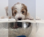 Puppy Lulu Saint Berdoodle