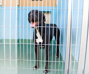 Labrador Retriever-Rhodesian Ridgeback Mix Dogs for adoption in Pasadena, CA, USA