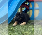 Small #3 German Shepherd Dog