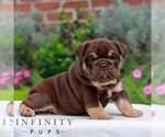 Cocoa - Male English Bulldog Puppy for Sale - Small photo
