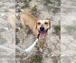 Honey - Female Labrador Retriever-Unknown Mix Dog for Adoption - Photo #9
