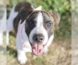 American Staffordshire Terrier-Unknown Mix Dogs for adoption in San Antonio, TX, USA