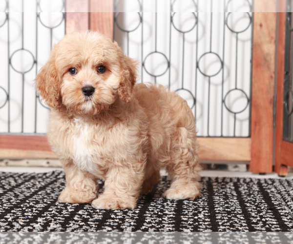 Medium Photo #2 Cavapoo Puppy For Sale in NAPLES, FL, USA