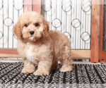 Small #1 Cavapoo
