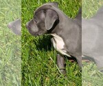Small #2 American Bully