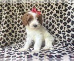 Small #4 Cavapoo