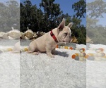 Small #4 French Bulldog