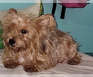 Mother of the Yorkshire Terrier puppies born on 10/19/2022