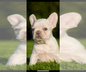 Medium French Bulldog