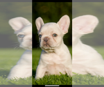 Puppy Royce French Bulldog