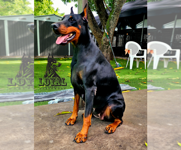 Medium Photo #1 Doberman Pinscher Puppy For Sale in MIAMI, FL, USA