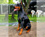 Small Photo #1 Doberman Pinscher Puppy For Sale in MIAMI, FL, USA