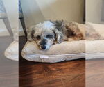 Small #1 Mutt