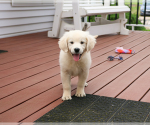 English Cream Golden Retriever Puppy for sale in SYRACUSE, IN, USA