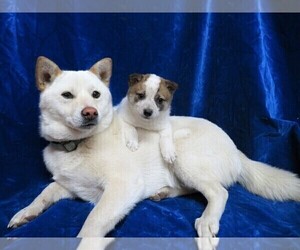 Pom-Shi Puppy for sale in HARTVILLE, MO, USA