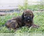 Small #2 Goldendoodle