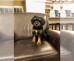 Small Photo #10 Bernedoodle-Miniature Bernedoodle Mix Puppy For Sale in CHESILHURST, NJ, USA