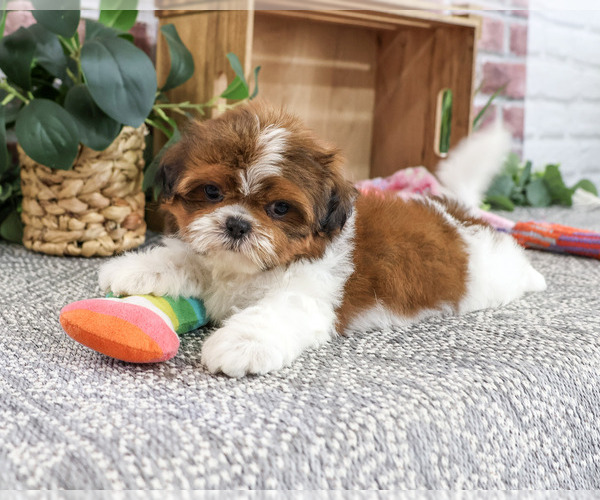 Medium Photo #1 Shih Tzu Puppy For Sale in SYRACUSE, IN, USA