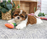 Small Shih Tzu