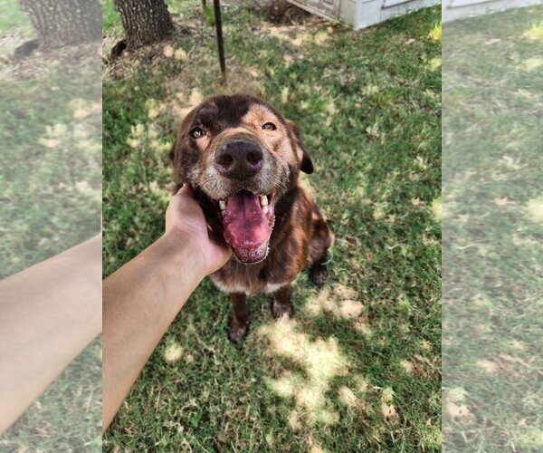 Medium Photo #7 Labrador Retriever-Unknown Mix Puppy For Sale in Houston, TX, USA