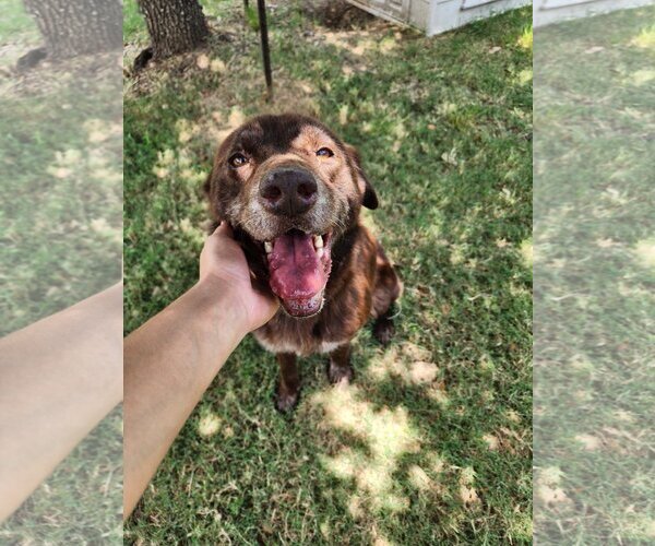 Medium Photo #7 Labrador Retriever-Unknown Mix Puppy For Sale in Houston, TX, USA