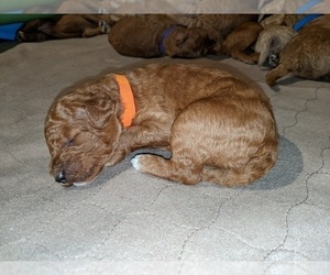 Goldendoodle (Miniature) Puppy for sale in RUSSELLVILLE, MO, USA