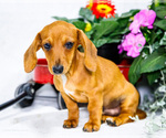Small #4 Dachshund