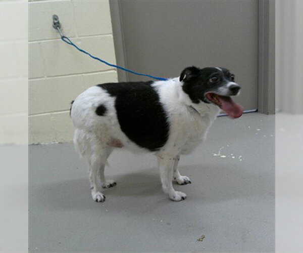 Medium Photo #1 Mutt Puppy For Sale in Sanford, FL, USA
